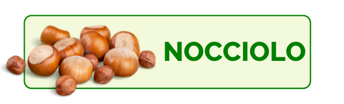 Nocciolo